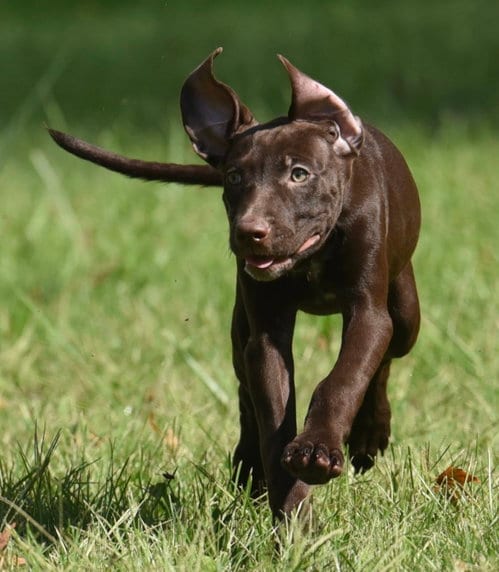 Photo of Friska, adoptable Chocolate Labrador Retriever in Mechanicsburg, Pennsylvania