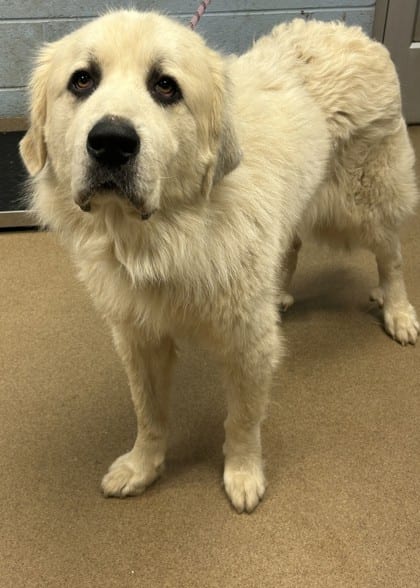 Photo of Guyliner, adoptable dog in Chamblee, Georgia