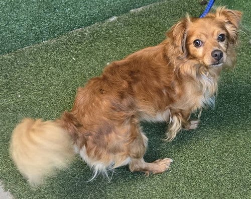 Photo of Truman, adoptable Chihuahua in Lancaster, California