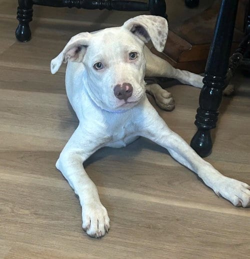 Photo of HoneyBelle, adoptable Pointer in Wakefield, Rhode Island