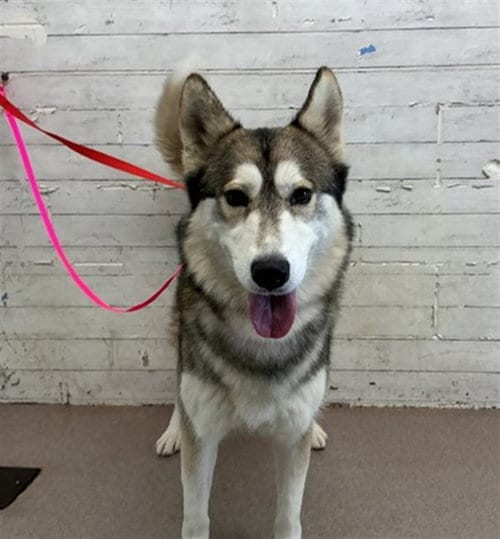 Photo of Mojo Jojo, adoptable Siberian Husky in San Bernardino, California