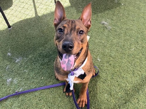 Photo of Pollo, adoptable German Shepherd Dog in Phoenix, Arizona