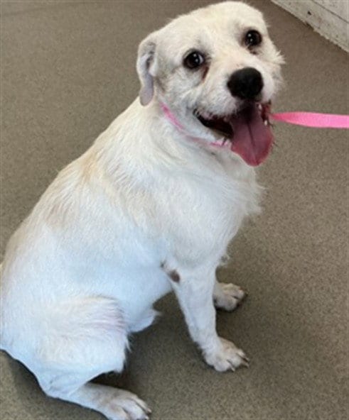 Photo of Jamie, adoptable Terrier in San Bernardino, California