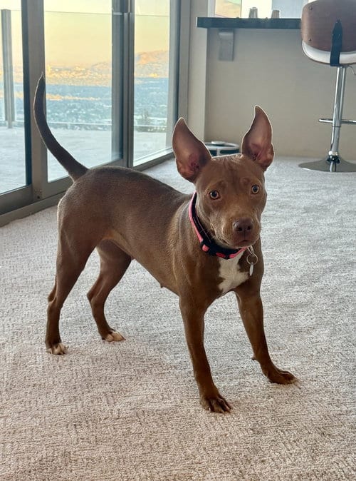 Photo of Goldie, adoptable Pit Bull Terrier in Salt Lake City, Utah