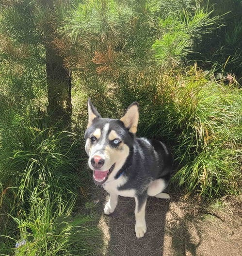 Photo of Baja, adoptable Siberian Husky in Walnut Creek, California