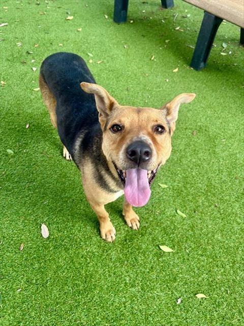 Photo of Chief, adoptable German Shepherd Dog in Fort Myers, Florida
