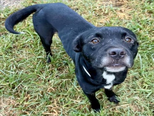 Photo of Ted, adoptable Staffordshire Bull Terrier in Houston, Texas