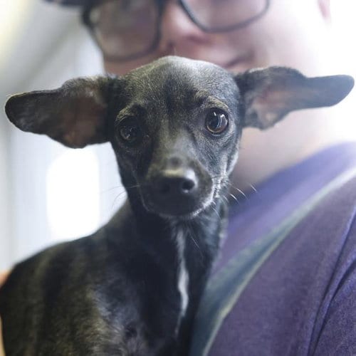 Photo of Reggie, adoptable Terrier in San Antonio, Texas