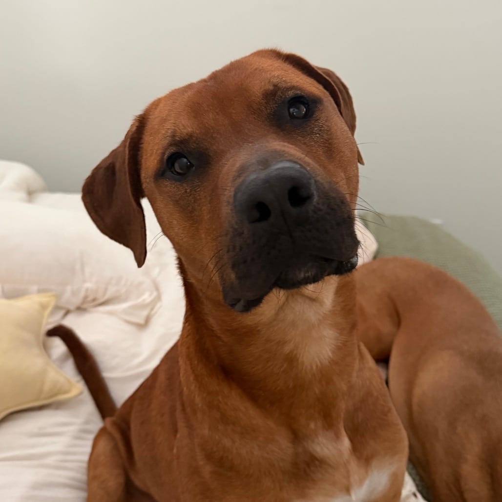 Photo of Tug, adoptable Mixed Breed (Large) in Winston-Salem, North Carolina