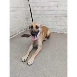 Photo of Hazelee, adoptable German Shepherd Dog in San Bernardino, California