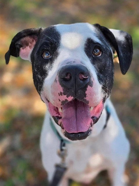 Photo of Caleb, adoptable Great Dane in Ocala, Florida