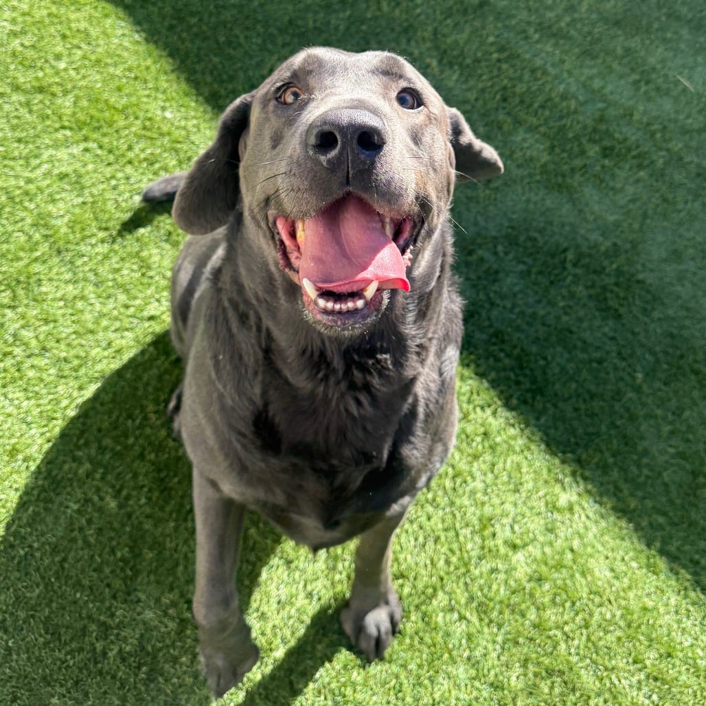 Photo of Gunner, adoptable Retriever, Labrador in Hayden, Idaho