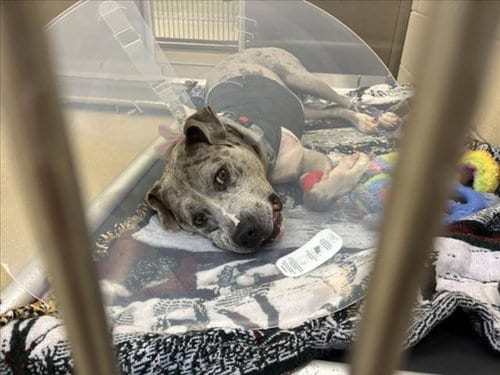 Photo of Dice, adoptable Pit Bull Terrier in Chapel Hill, North Carolina