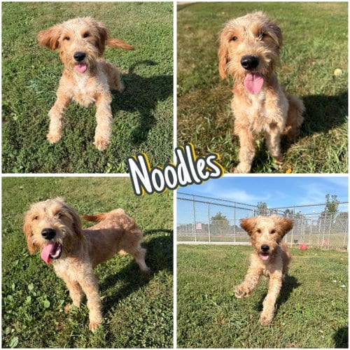 Photo of Noodles, adoptable Poodle (unknown type) in Pierceton, Indiana