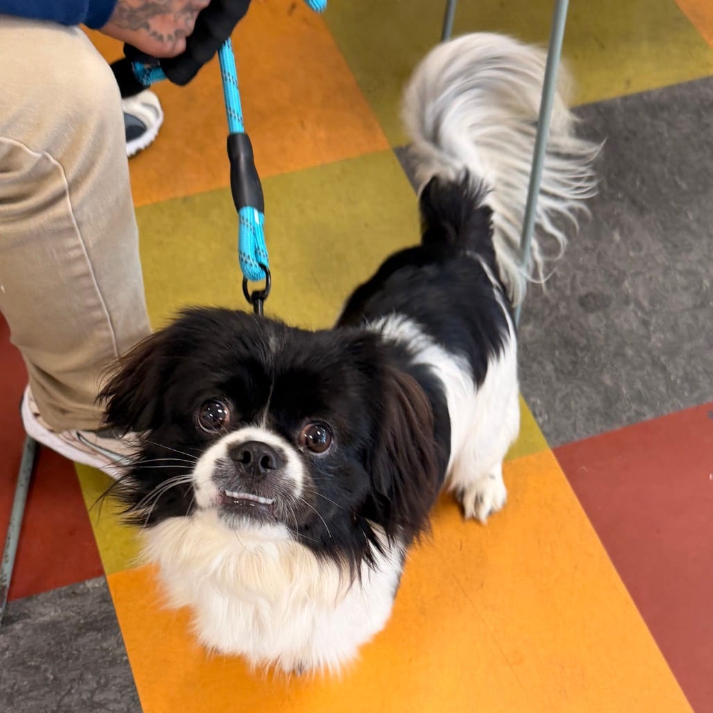 Photo of Oreo Pie, adoptable Japanese Chin in West Chester, Pennsylvania