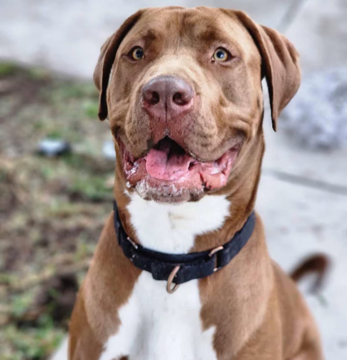 Photo of Bobo, adoptable Great Dane/Pit Bull Terrier in Tehachapi, California