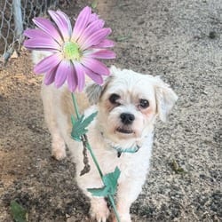 Photo of Chase, adoptable Havanese Mixed Breed (Small) in Stephenville, Texas