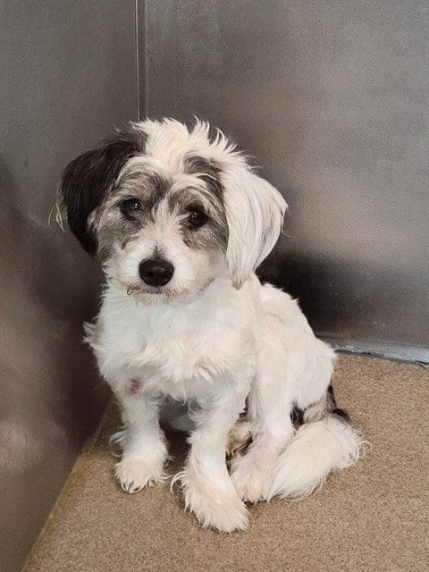 Photo of Spot, adoptable Maltese in Castaic, California
