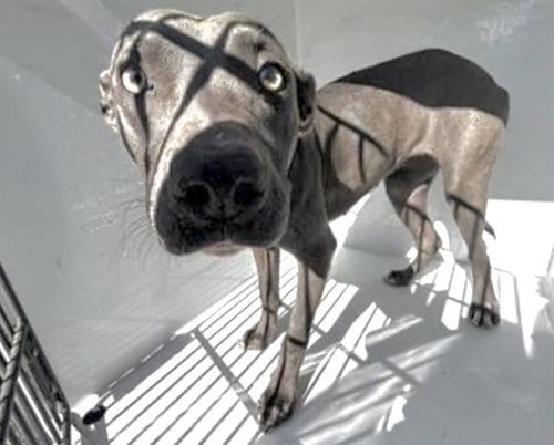 Photo of Cookie, adoptable Pit Bull Terrier in Houston, Texas