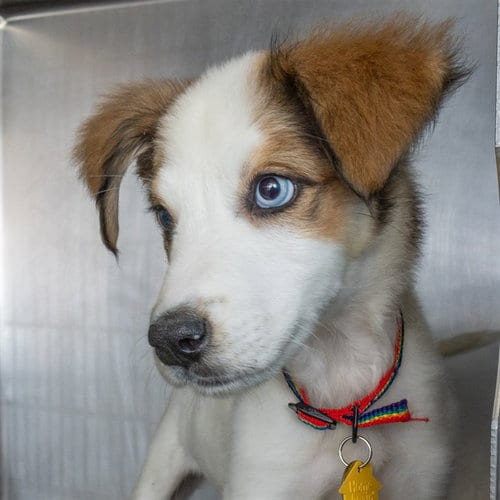 Photo of Inara, adoptable German Shepherd Dog in St Louis, Missouri