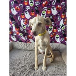 Photo of Greg, adoptable Chihuahua in Chatsworth, California