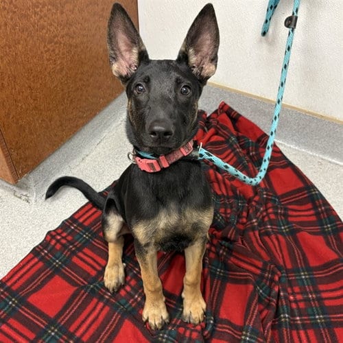 Photo of Jasper, adoptable Belgian Shepherd Malinois in Rancho Cucamonga, California