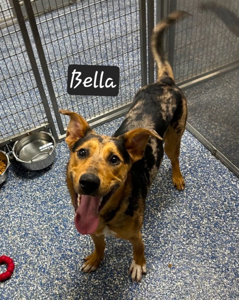 Photo of Bella (River), adoptable German Shepherd Dog in Maumelle, Arkansas