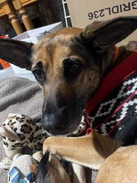 Photo of Babygirl, adoptable German Shepherd Dog in Riverside, California