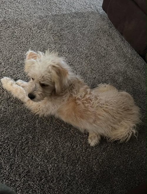 Photo of Sponsor Or, adoptable Poodle (Miniature) in Grafton, Wisconsin