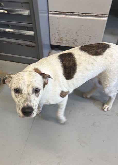 Photo of Bear, adoptable Australian Cattle Dog/Blue Heeler in Corpus Christi, Texas