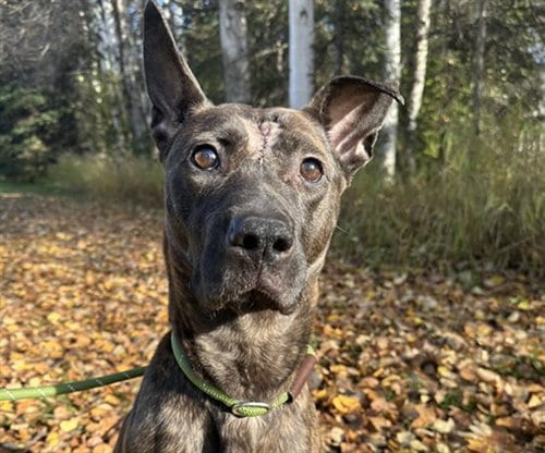 Photo of Kalani, adoptable Pit Bull Terrier in Anchorage, Alaska