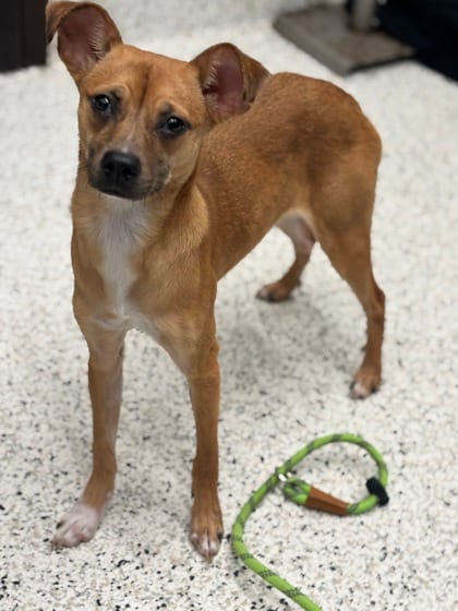 Photo of Hazel, adoptable dog in Atlanta, Georgia