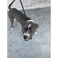 Photo of Rocky, adoptable American Bulldog in Doral, Florida
