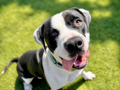 Photo of Dary, adoptable Pit Bull Terrier in Bonita, California