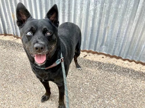 Photo of Athena, adoptable Australian Cattle Dog/Blue Heeler in Albuquerque, New Mexico