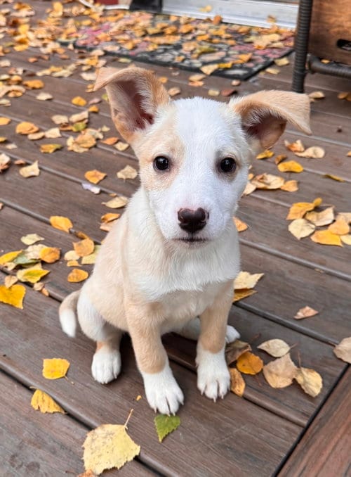 Photo of Aurora, adoptable Australian Shepherd in Anchorage, Alaska