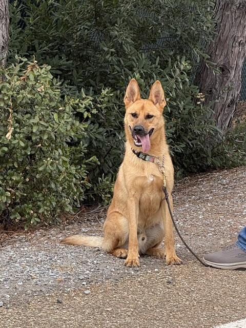 Photo of Huk, adoptable German Shepherd Dog in Jackson, California