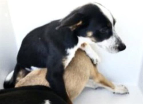 Photo of A660586, adoptable Husky in Houston, Texas