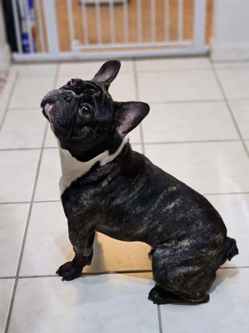 Photo of Petey French, adoptable French Bulldog in Valrico, Florida