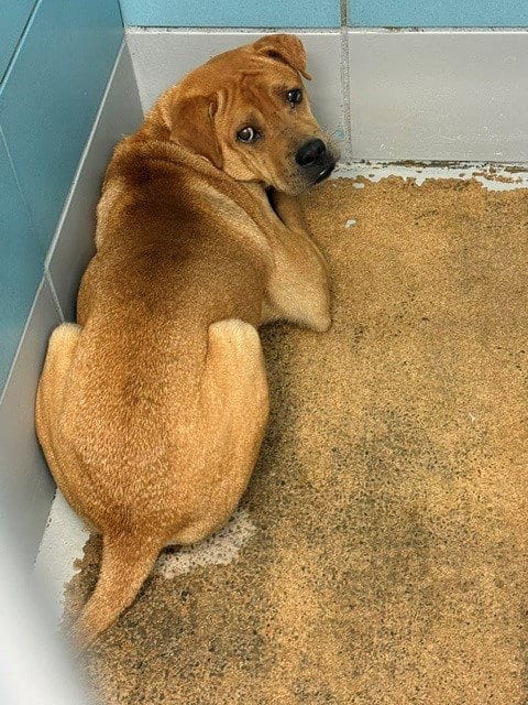 Photo of Tucker, adoptable Chinese Shar-Pei in Houston, Texas