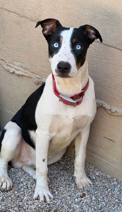 Photo of BooBoo (7151), adoptable Australian Cattle Dog/Blue Heeler in Lake City, Michigan