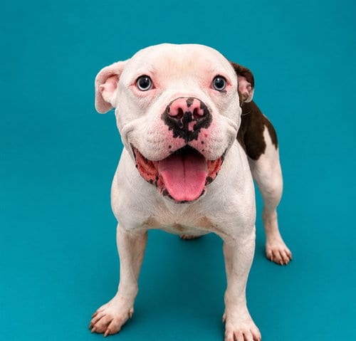 Photo of Stallone, adoptable Pit Bull Terrier in Pearland, Texas