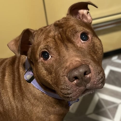Photo of Velma, adoptable Pit Bull Terrier in Framingham, Massachusetts