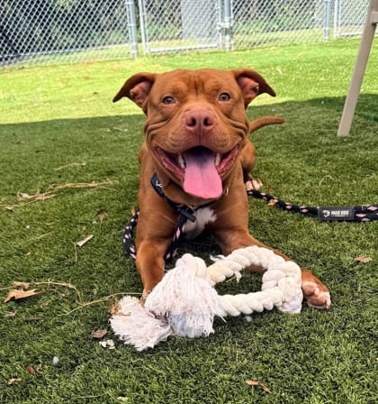 Photo of Mr. Baby, adoptable dog in Baltimore, Maryland