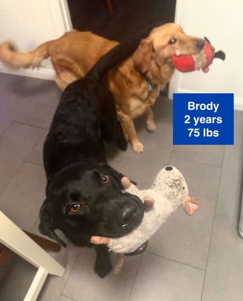 Photo of Brody, adoptable Labrador Retriever in West Hollywood, California