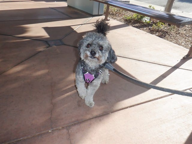 Photo of Senior Poodle - Miniature, adoptable Poodle - Miniature in San José, California