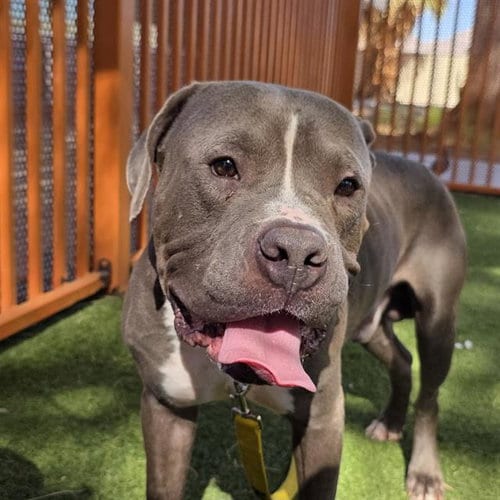 Photo of Kyle, adoptable Pit Bull Terrier in Las Vegas, Nevada