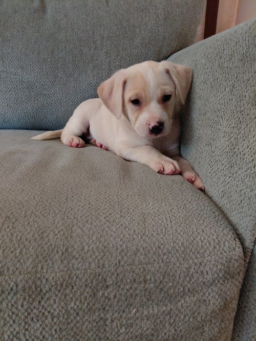 Photo of Josie (Mascot litter), adoptable German Shepherd Dog in Holly Springs, North Carolina