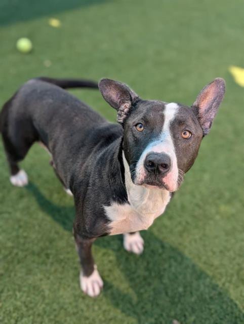 Photo of Joker, adoptable Mixed Breed