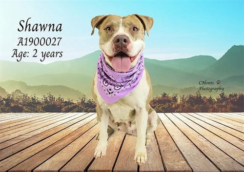 Photo of Dorothy, adoptable Pit Bull Terrier in Thousand Palms, California